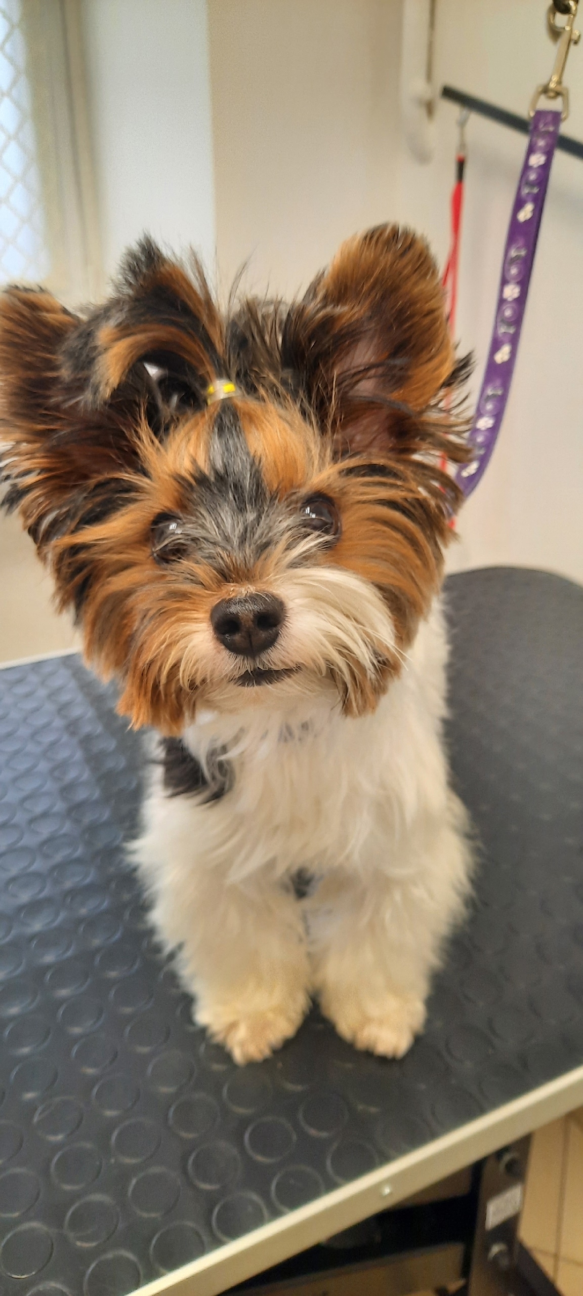 Описание изображения